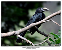 Female Sulawesi Tarictic Hornbill