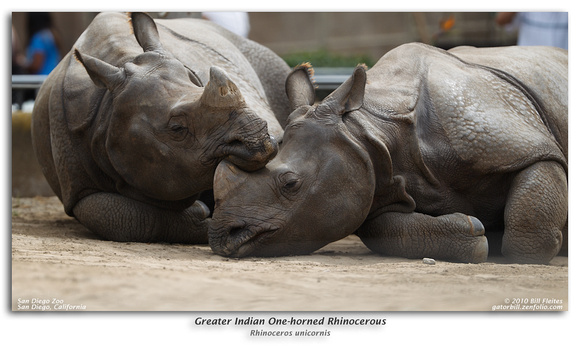 Greater Indian One-horned Rhinocerous