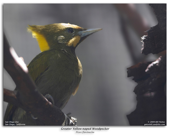 Greater Yellow-naped Woodpecker