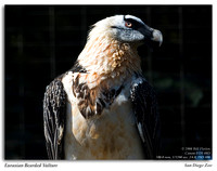 Eurasian Bearded Vulture
