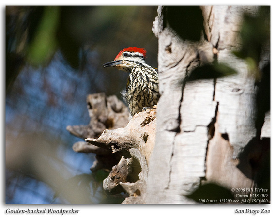 Golden-backed Woodpecker