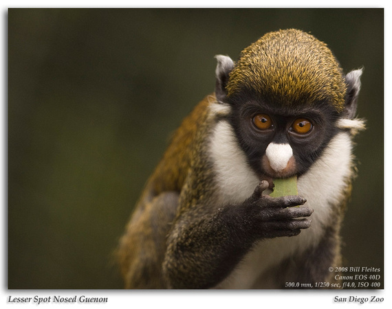 Lesser Spot Nosed Guenon