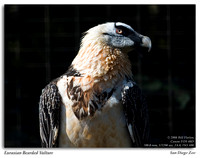 Eurasian Bearded Vulture