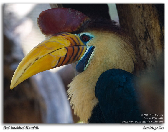 Red-knobbed Hornbill