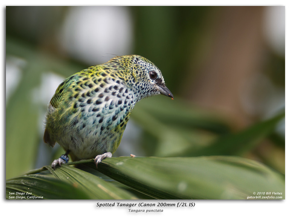 Spotted Tanager (Canon 200mm f/2.0L IS)