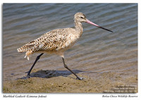 Godwits, Sandpipers, and Snipes