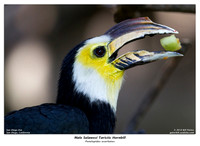 Male Sulawesi Tarictic Hornbill