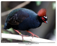 Crested Wood Partridge (200mm f/2.0L IS)