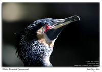 Cormorants and Darters