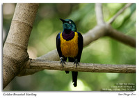 Golden Breasted Starling