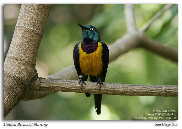 Golden Breasted Starling
