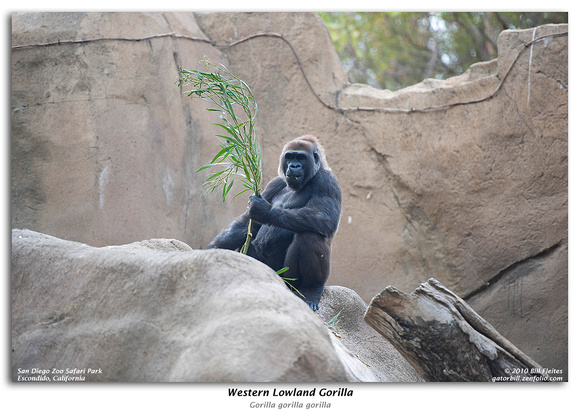 Western Lowland Gorilla