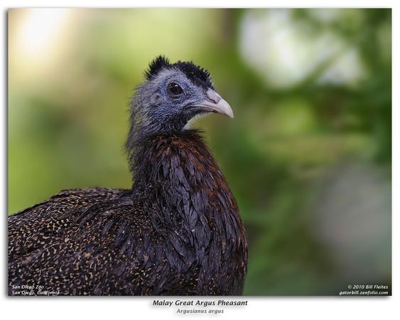 Malay Great Argus Pheasant