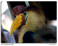 Red-knobbed Hornbill