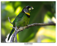 Barbets, Toucans, and Woodpeckers