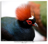 Male Crested Wood Partridge
