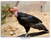 New World Vultures and Storks