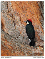 Barbets, Toucans, and Woodpeckers
