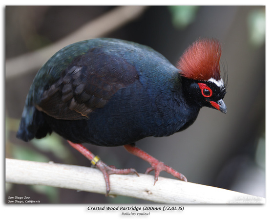 Male Crested Wood Partridge