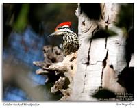 Golden-backed Woodpecker