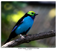 Paradise Tanager (70-200mm f/2.8L IS MkI)