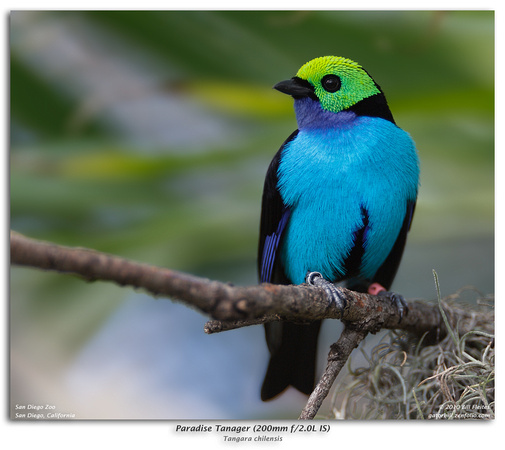 Paradise Tanager (200mm f/2.0L IS)