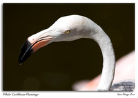 White Caribbean Flamingo
