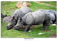 Indian Rhinocerous