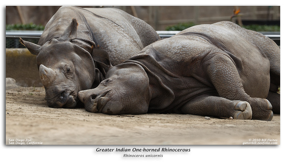 Greater Indian One-horned Rhinocerous