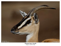 Soemmering's Gazelle